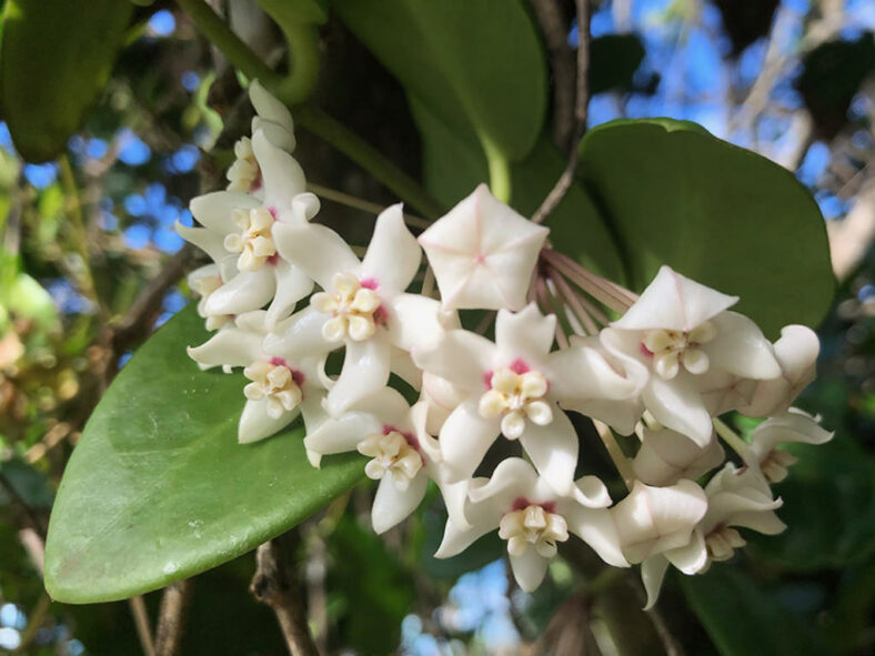 Hoya australis (Common Waxflower)