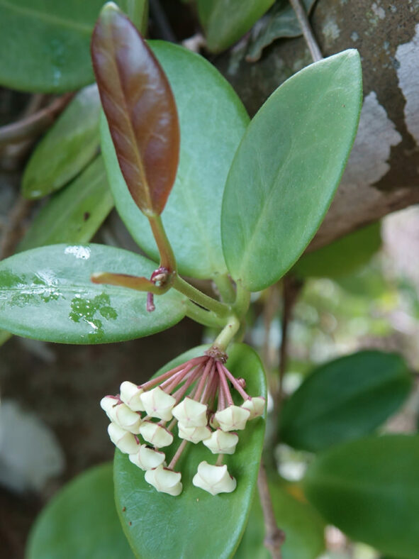 Hoya australis (Common Waxflower)