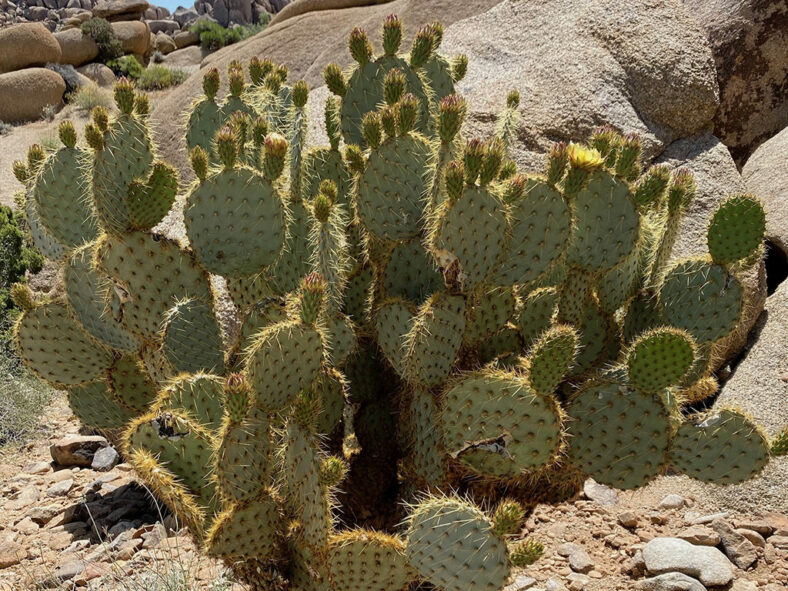 Opuntia chlorotica (Pancake Prickly Pear)