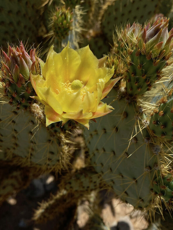 Opuntia chlorotica (Pancake Prickly Pear)