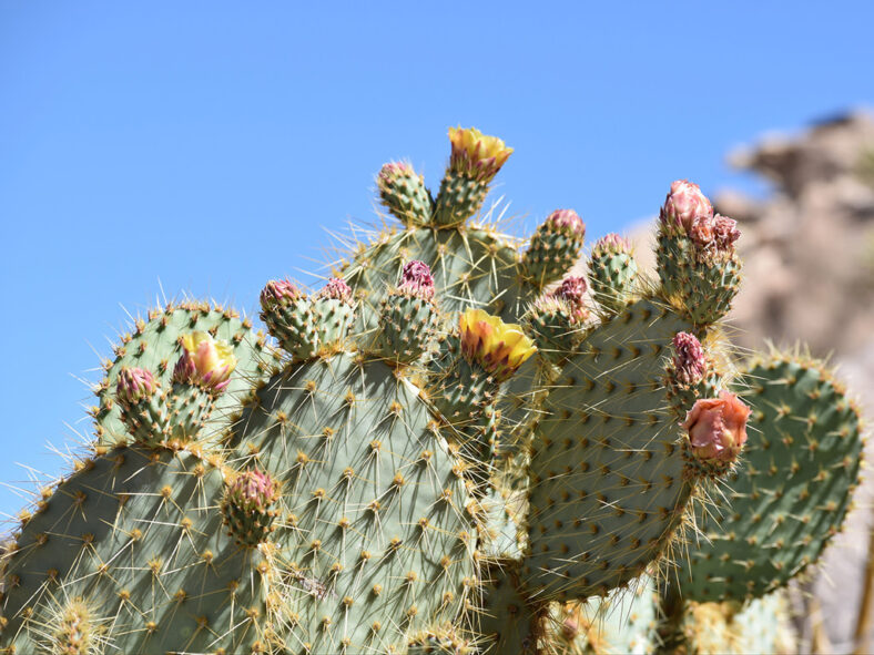 Opuntia chlorotica (Pancake Prickly Pear)