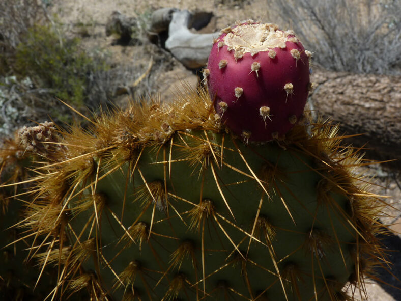 Opuntia chlorotica (Pancake Prickly Pear)