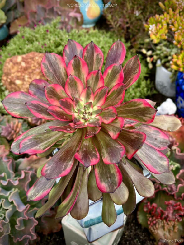 Aeonium 'Fireworks' aka Aeonium 'Watermelon Taro'