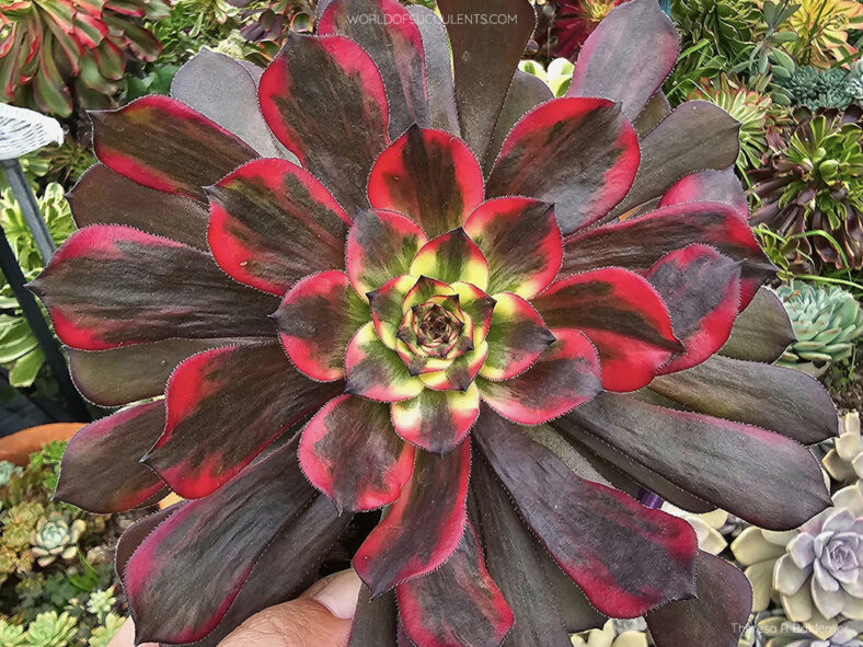 Aeonium 'Fireworks' aka Aeonium 'Watermelon Taro'