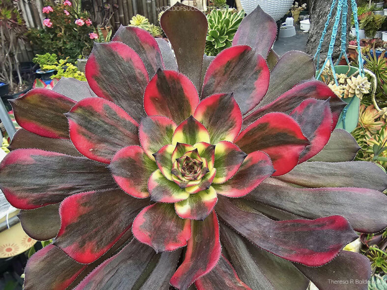 Aeonium 'Fireworks' aka Aeonium 'Watermelon Taro'