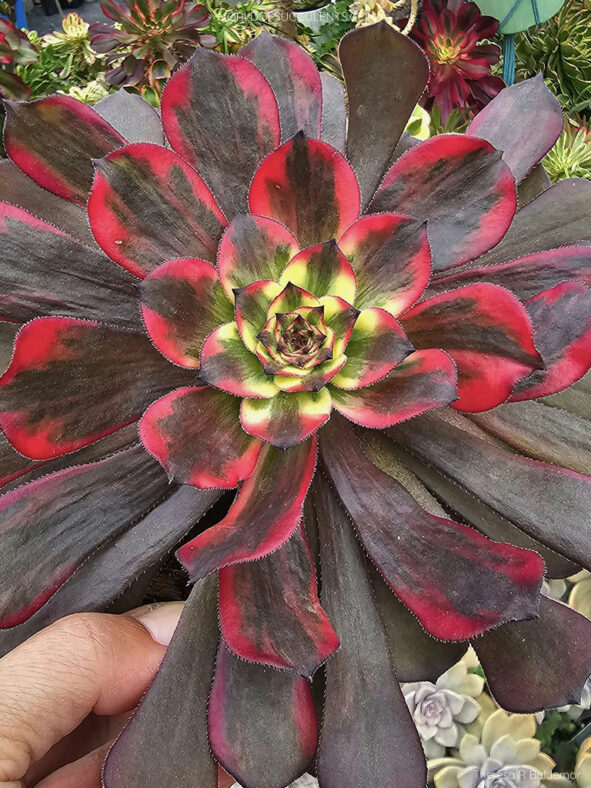 Aeonium 'Fireworks' aka Aeonium 'Watermelon Taro'