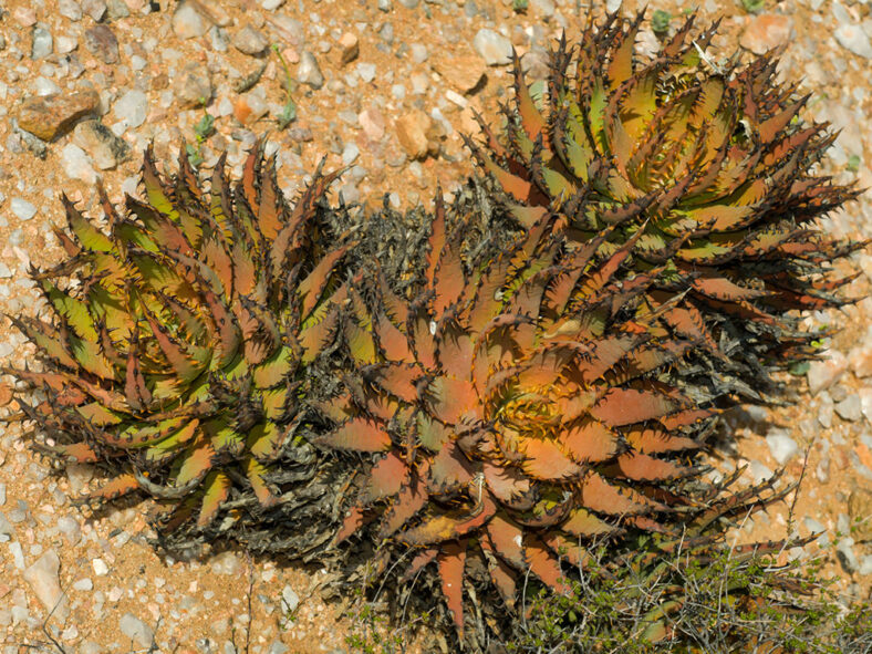 Aloe melanacantha (Black Thorn Aloe)