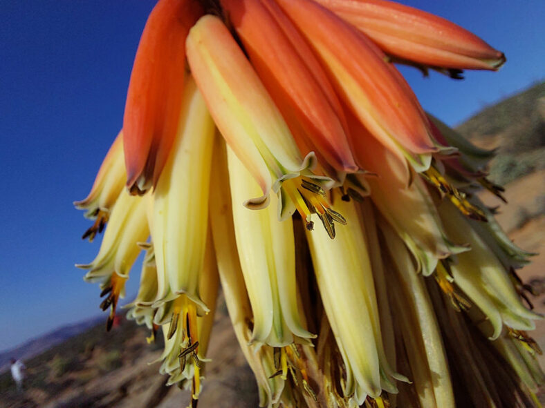 Aloe melanacantha (Black Thorn Aloe)