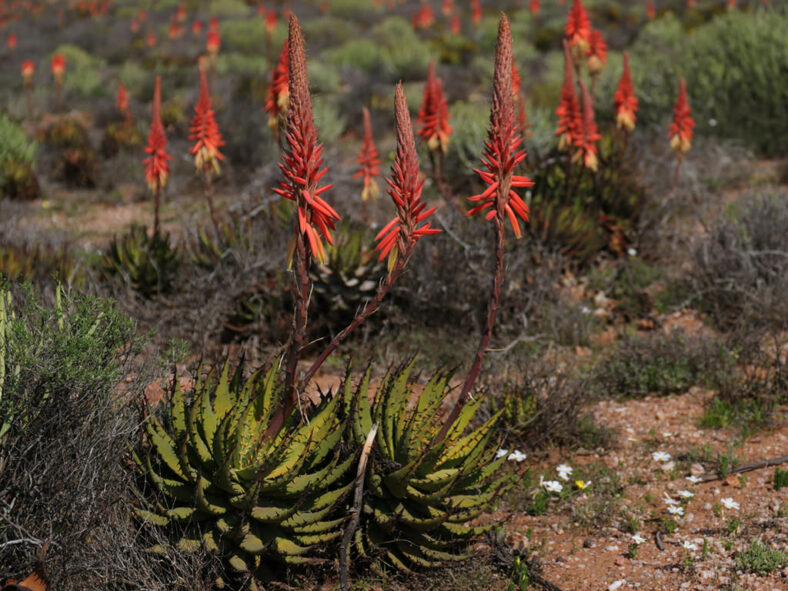 Aloe melanacantha (Black Thorn Aloe)