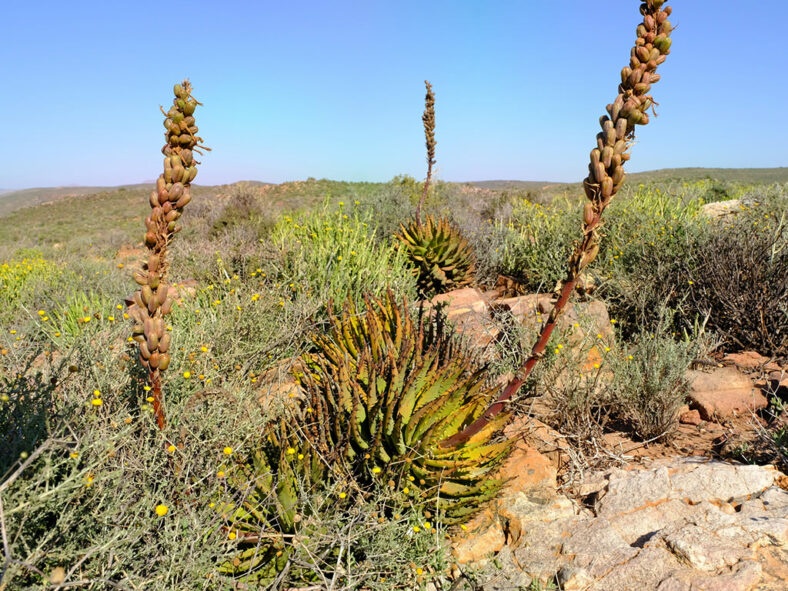 Aloe melanacantha (Black Thorn Aloe)