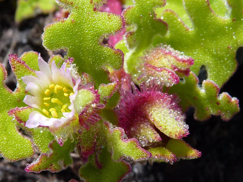 Cleretum herrei (Weedy Sandfig)