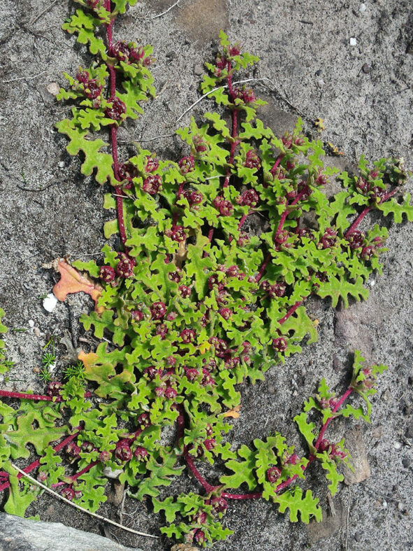 Cleretum herrei (Weedy Sandfig)