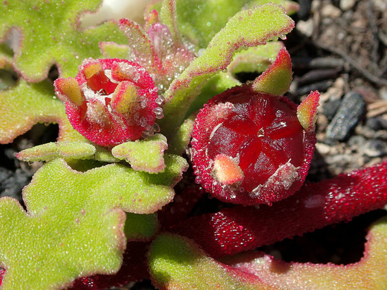 Cleretum herrei (Weedy Sandfig)