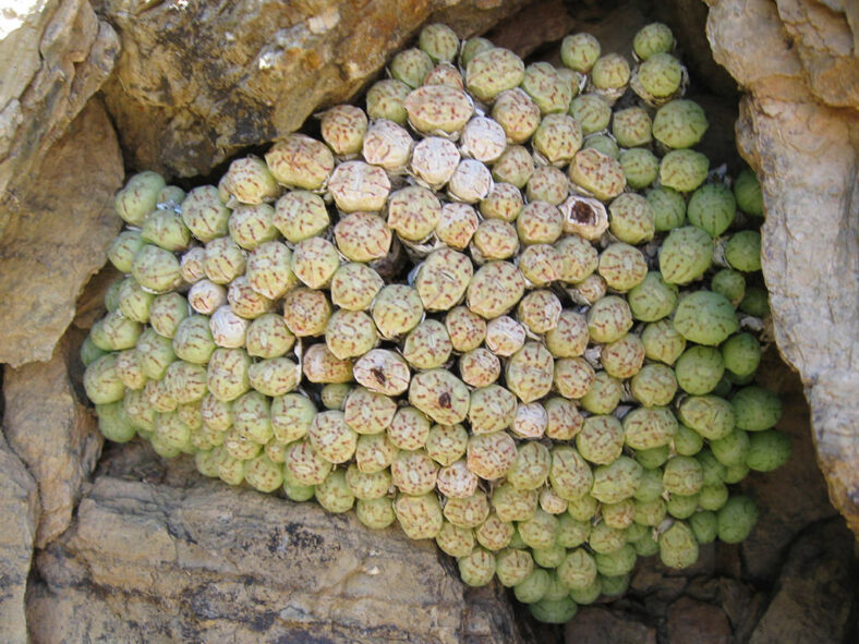 Conophytum minimum