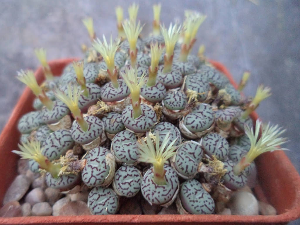 Conophytum minimum - World of Succulents