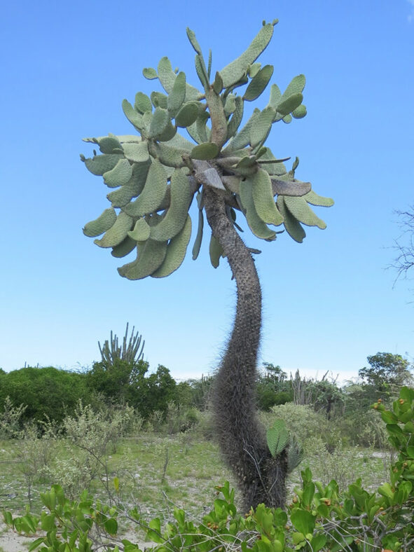 Consolea moniliformis (Necklacelike Pricklypear) aka Opuntia moniliformis