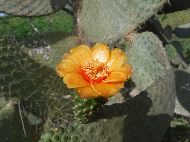 Consolea moniliformis (Necklacelike Pricklypear) aka Opuntia moniliformis