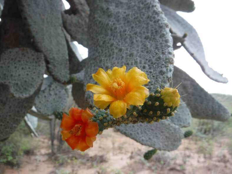 Consolea moniliformis (Necklacelike Pricklypear) aka Opuntia moniliformis