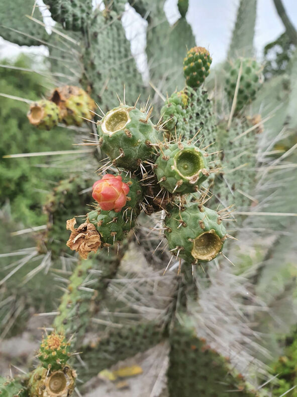 Consolea moniliformis (Necklacelike Pricklypear) aka Opuntia moniliformis