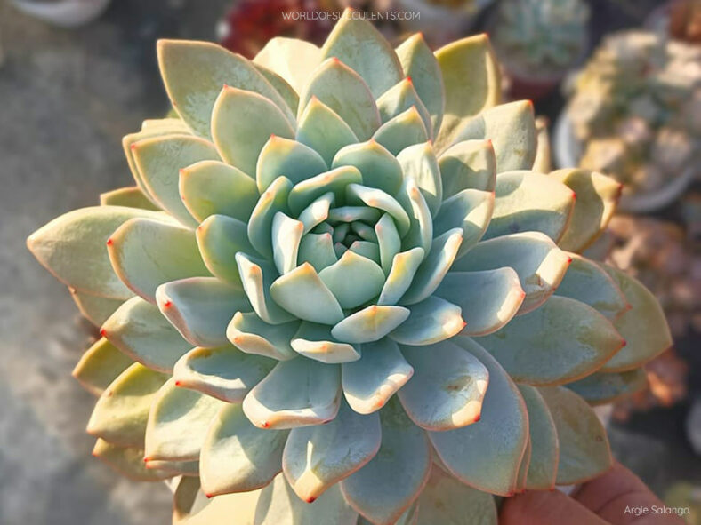 Echeveria 'Laulindsayana'