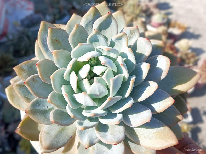 Echeveria 'Laulindsayana'