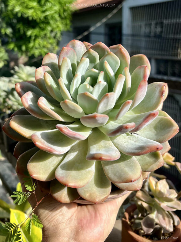 Echeveria 'Laulindsayana'