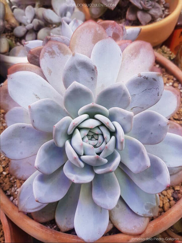 Echeveria 'Laulindsayana'