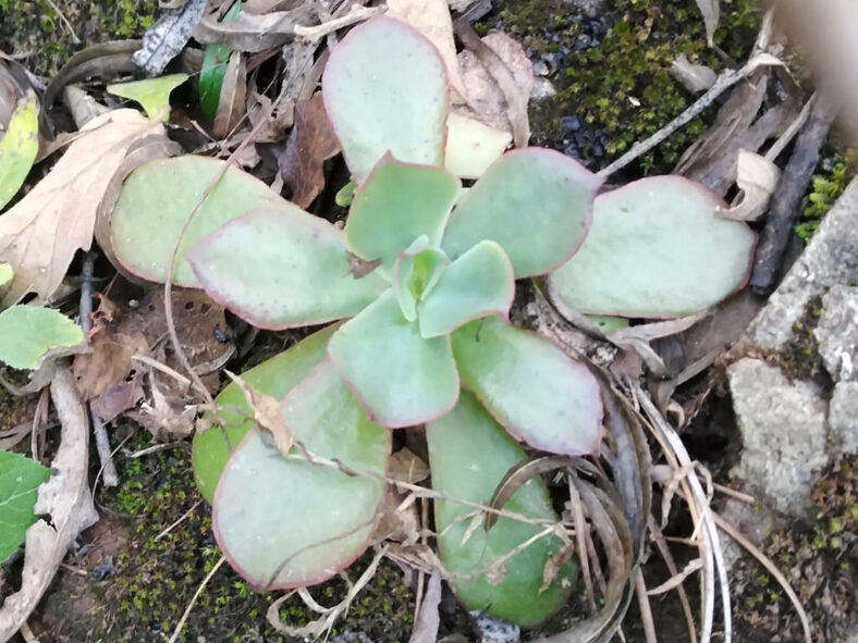 Echeveria fulgens