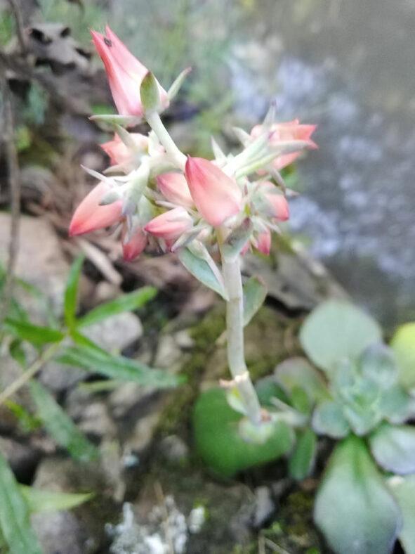 Echeveria fulgens