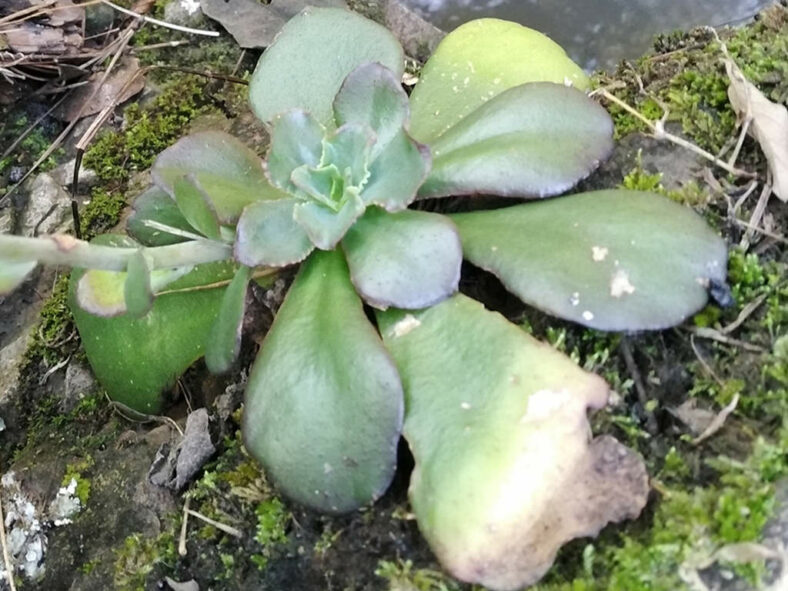 Echeveria fulgens