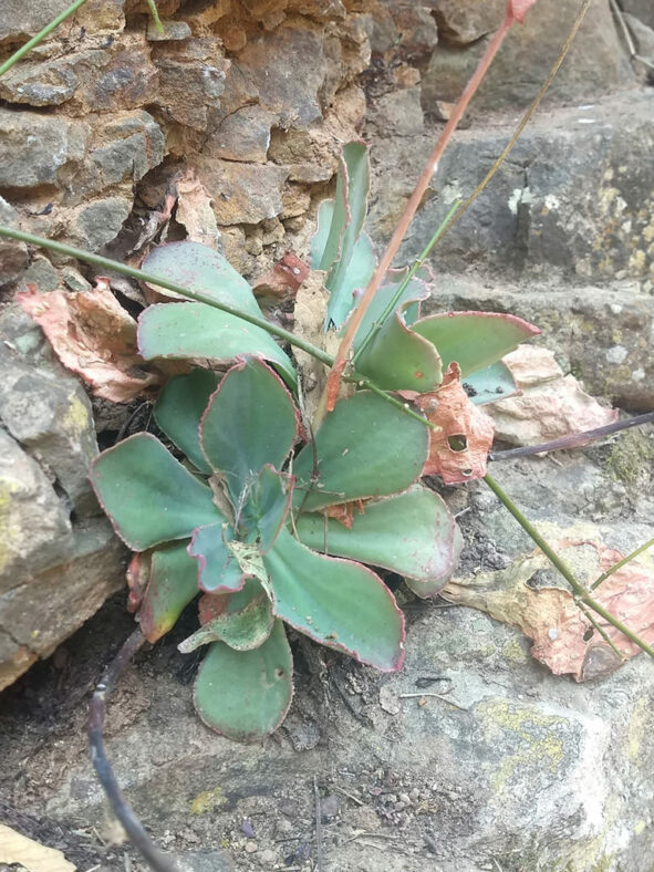 Echeveria fulgens