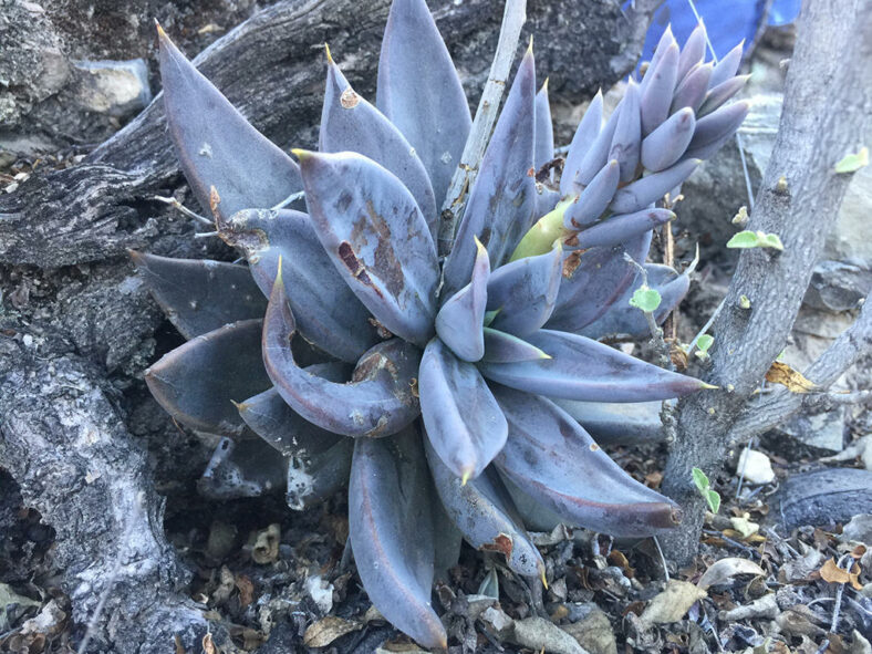 Echeveria humilis