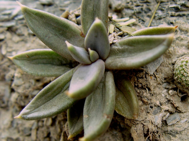 Echeveria humilis