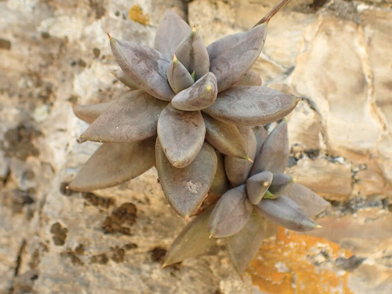 Echeveria humilis