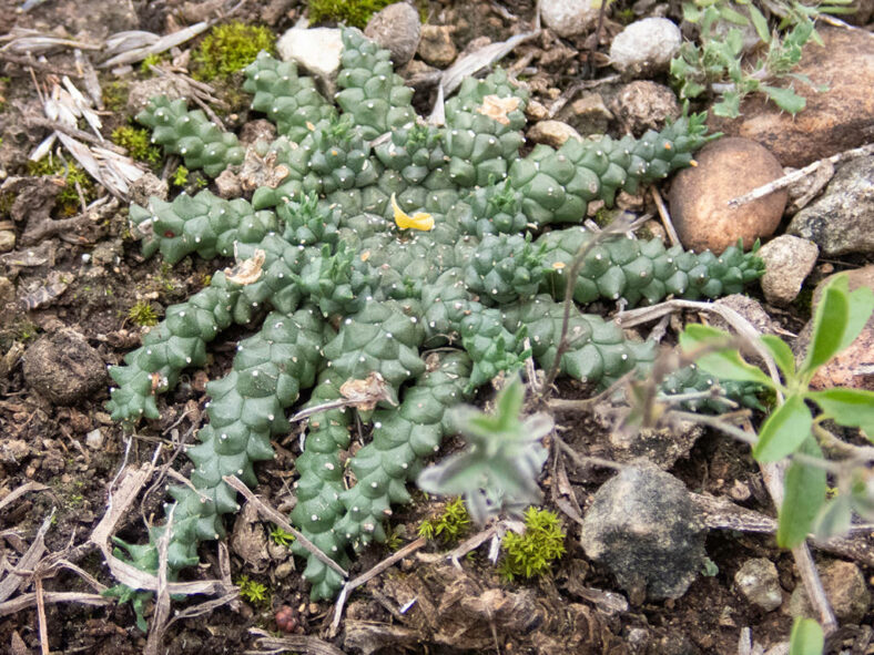 Euphorbia gorgonis (Gorgon's Head)