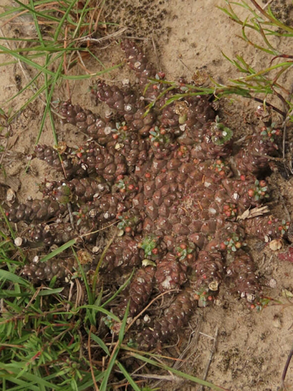 Euphorbia gorgonis (Gorgon's Head)