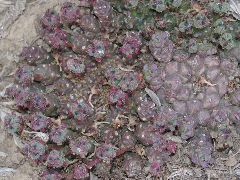 Euphorbia gorgonis (Gorgon's Head)