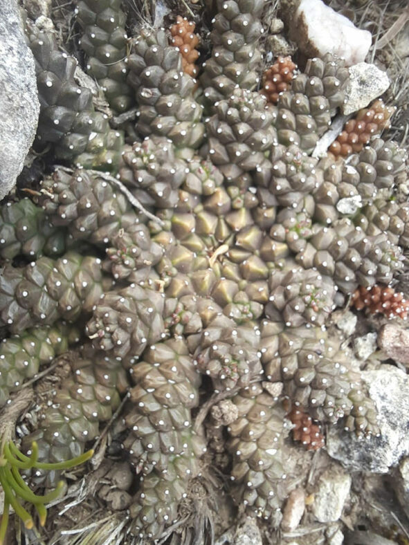 Euphorbia gorgonis (Gorgon's Head)