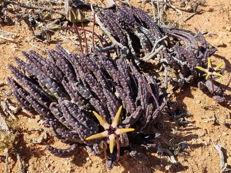 Tromotriche pedunculata