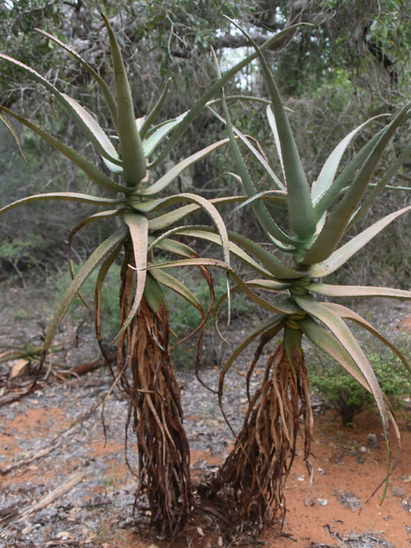 Aloe divaricata