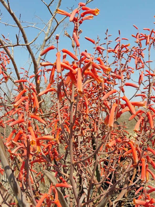 Aloe divaricata