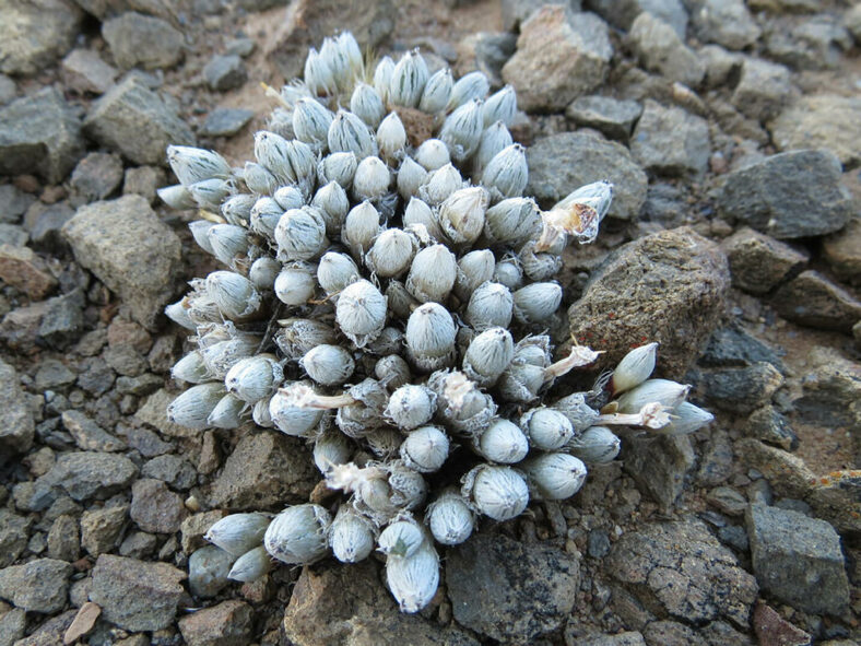 Antimima pygmaea (Pygmy Matfig)