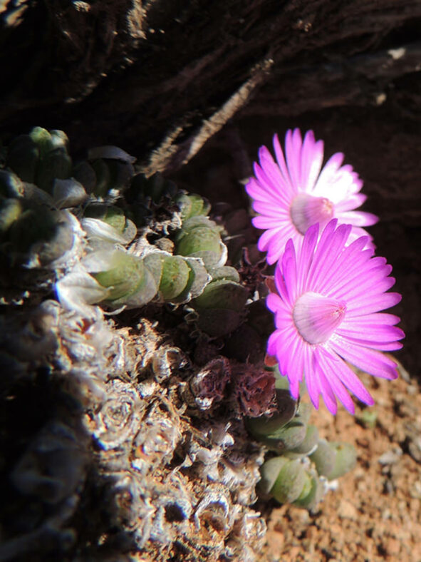 Antimima pygmaea (Pygmy Matfig)