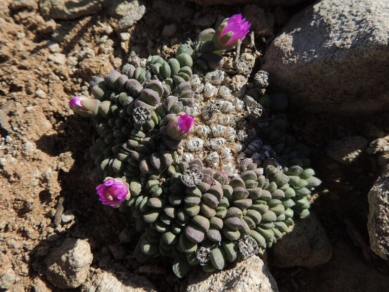 Antimima pygmaea (Pygmy Matfig)