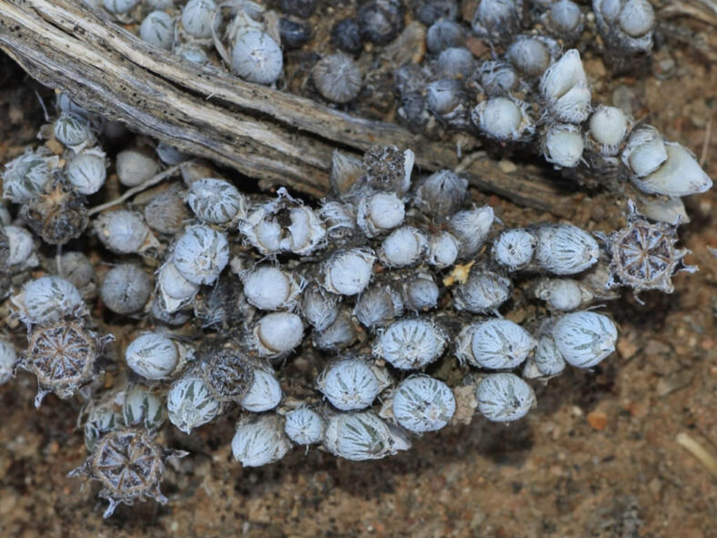 Antimima pygmaea (Pygmy Matfig)