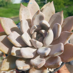 Echeveria 'Beverley'