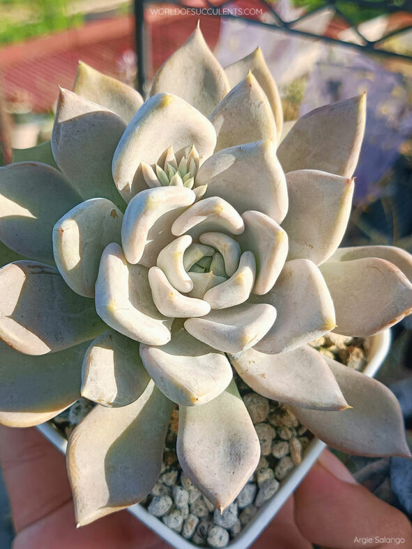 Echeveria 'Beverley'