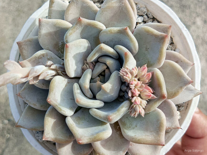 Echeveria 'Beverley'