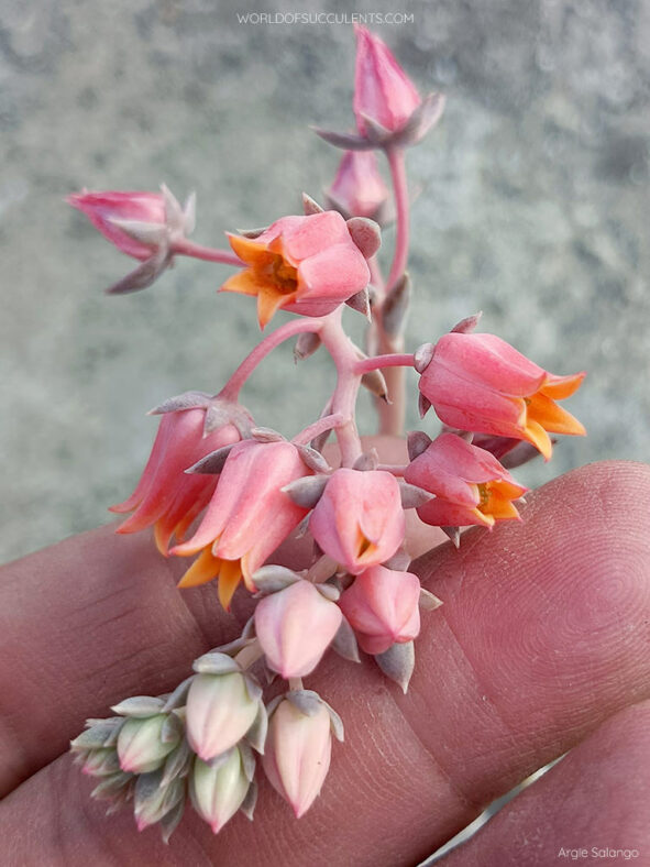 Echeveria 'Beverley'