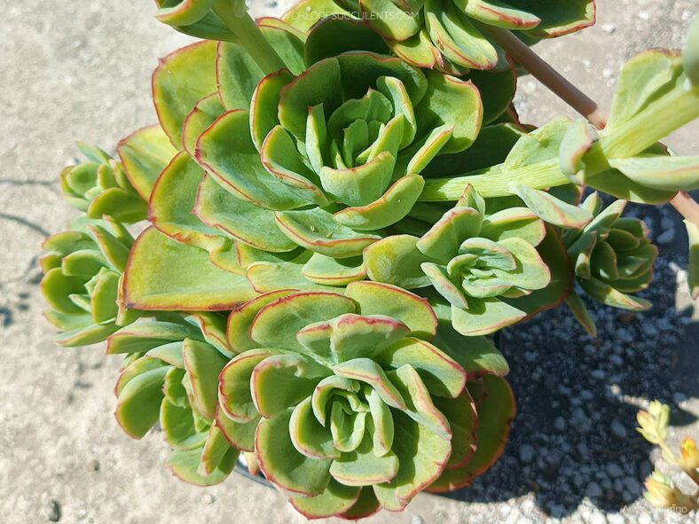 Echeveria 'Lawrence'